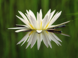 Water Lily Blooming  Okavango Delta  Botswana