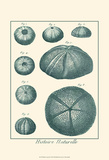Shells in Aqua II