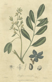 Woodland Foliage I
