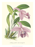 Lavender Orchids II