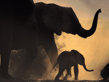 African Elephant and Young  Chobe National Park  Botswana