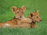 Lion Cubs Playing  Masai Mara National Reserve  Kenya
