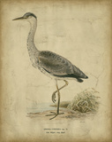 Vintage Heron II