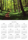 Path in beech forest