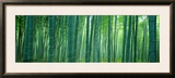 Bamboo Forest  Sagano  Kyoto  Japan
