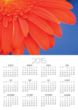 Gerbera daisy