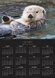 Southern sea otter hold paws up to conserve heat