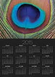 Peacock Feather