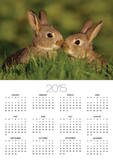 Young Rabbit Kits Rubbing Noses