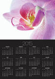 Moth Orchid