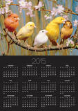 Five Colourful Canaries Sitting on a Branch with Blossoms