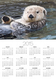 Southern sea otter hold paws up to conserve heat