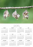 Baby Opossum Hanging from Branch