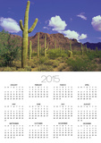 Forest of Cactus