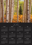 Aspen Forest