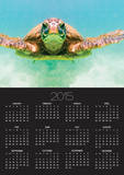 Green Sea Turtle