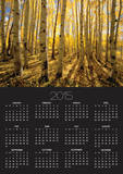 Aspen Trees in Autumn