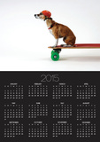 Chihuahua on a Skateboard