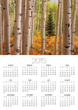 Aspen Forest