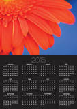 Gerbera daisy