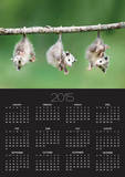 Baby Opossum Hanging from Branch