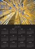 Quaking Aspen Grove in Fall  Colorado