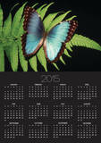 Blue Common Morpho Butterfly on Fern Frond