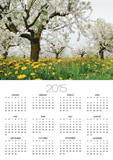 Cherry Trees and Dandelions in Bloom
