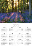 Bluebell Wood at Coton Manor