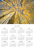 Quaking Aspen Grove in Fall  Colorado