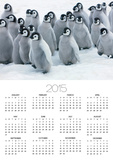 Emperor Penguin Chicks