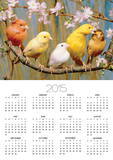 Five Colourful Canaries Sitting on a Branch with Blossoms