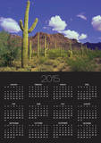 Forest of Cactus