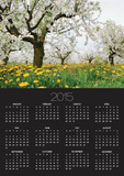 Cherry Trees and Dandelions in Bloom
