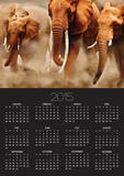 African Elephants