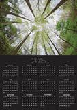 View Towards Sky in Forest