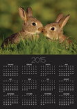 Young Rabbit Kits Rubbing Noses