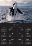 Breaching Killer Whale