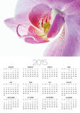 Moth Orchid