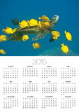 Green sea turtle with passengers