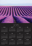 Lavender field in bloom