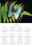 Blue Common Morpho Butterfly on Fern Frond