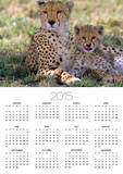 Cheetah Mother and Cub Resting in Shade Together