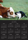 Black and White Cat and Calf Touching Each Other with Heads