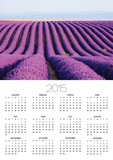 Lavender field in bloom