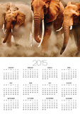 African Elephants