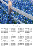 Bluebonnets Along Fenceline