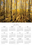 Aspen Trees in Autumn