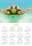 Green Sea Turtle