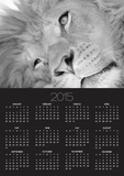 Lion's Face